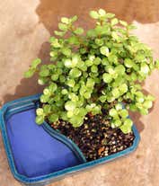 Alternative image 1 for Dwarf Jade Bonsai in Reflection Planter