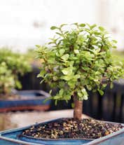 Alternative image 2 for Dwarf Jade Bonsai in Reflection Planter