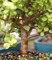 Alternative image 3 for Dwarf Jade Bonsai in Reflection Planter