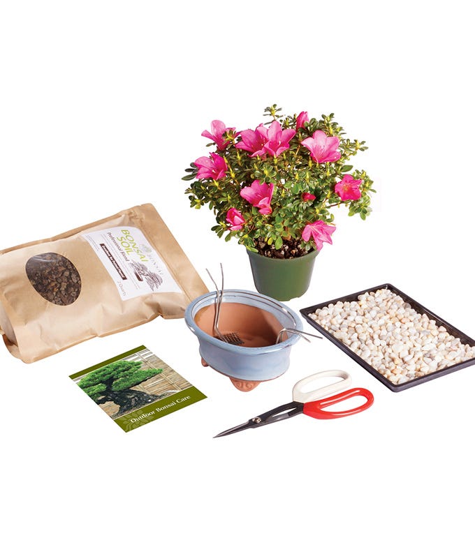 Satsuki Azalea Bonsai Kit at From You Flowers