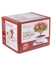 Alternative image 1 for Satsuki Azalea Bonsai Kit