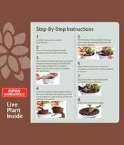 Alternative image 3 for Satsuki Azalea Bonsai Kit