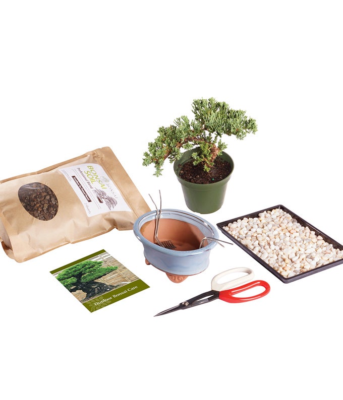 Green Mound Juniper (Nana) Outdoor Bonsai Kit - Brussel's Bonsai