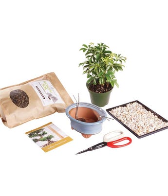 Hawaiian Umbrella Bonsai Kit at From You Flowers