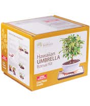 Alternative image 1 for Hawaiian Umbrella Bonsai Kit