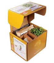 Alternative image 2 for Hawaiian Umbrella Bonsai Kit