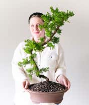 Alternative image 1 for Premium Green Mound Juniper Bonsai Tree