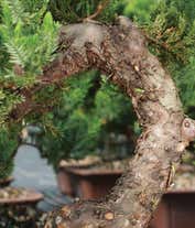 Alternative image 3 for Premium Green Mound Juniper Bonsai Tree