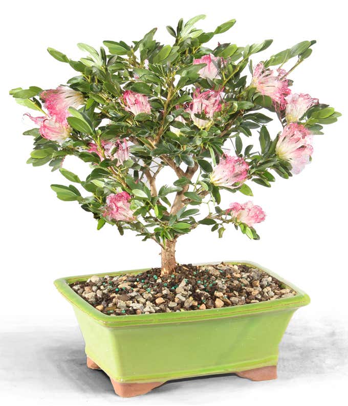 Powder Puff Indoor Potted Bonsai