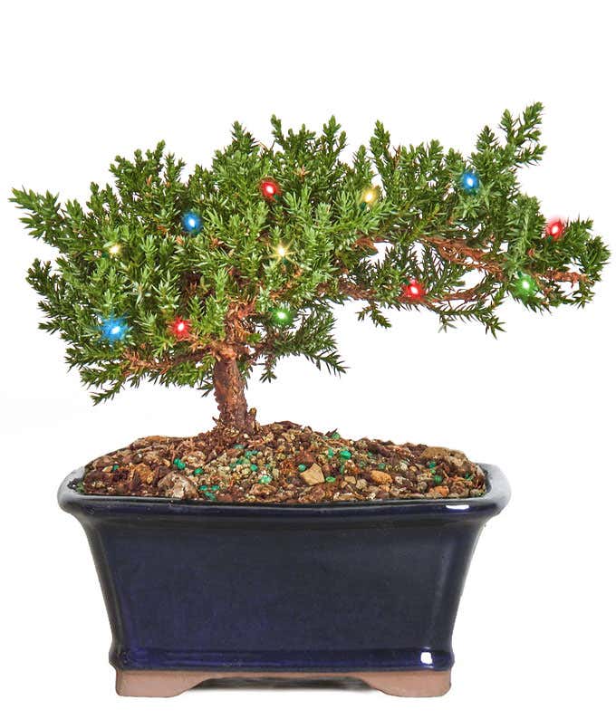 Small bonsai tree in a ceramic container with colorful Christmas lights