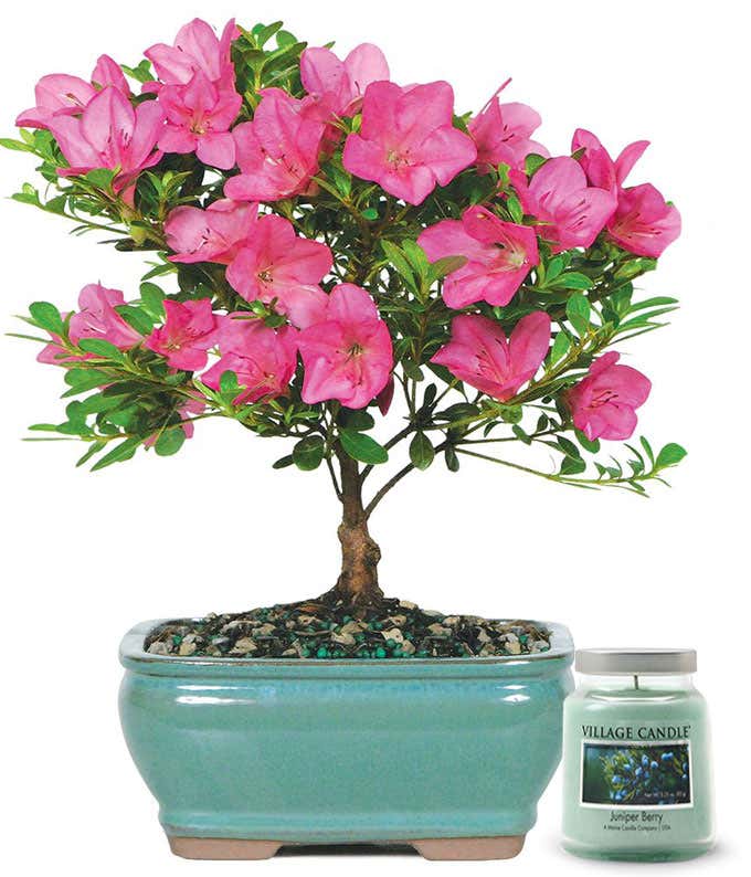 Small potted tree with pink blooms, in a ceramic container, accompanied with a candle