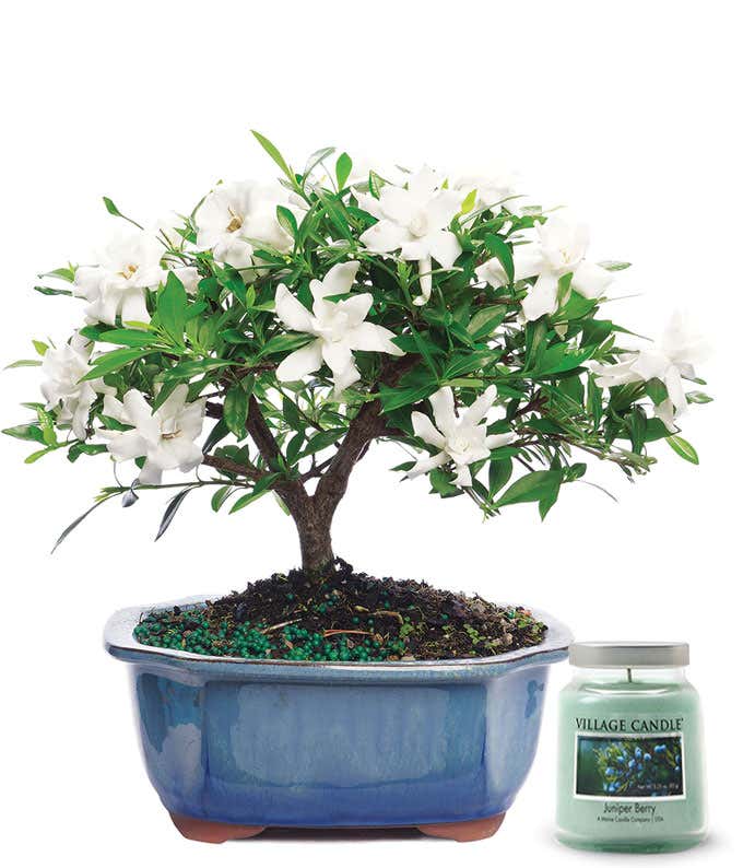 Small potted tree with white blooms, in a ceramic container, accompanied with a candle