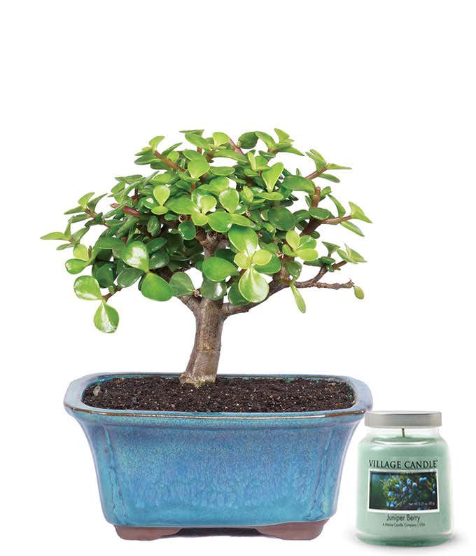 Small potted jade tree in a ceramic container, accompanied with a candle