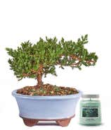 Japanese Juniper Bonsai Tree with Candle