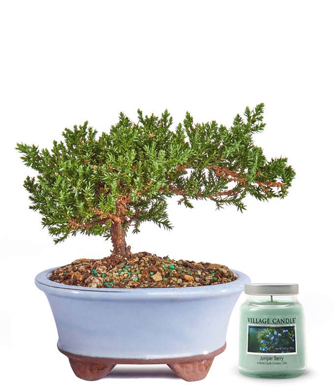 Small potted juniper tree in a ceramic container, accompanied with a candle