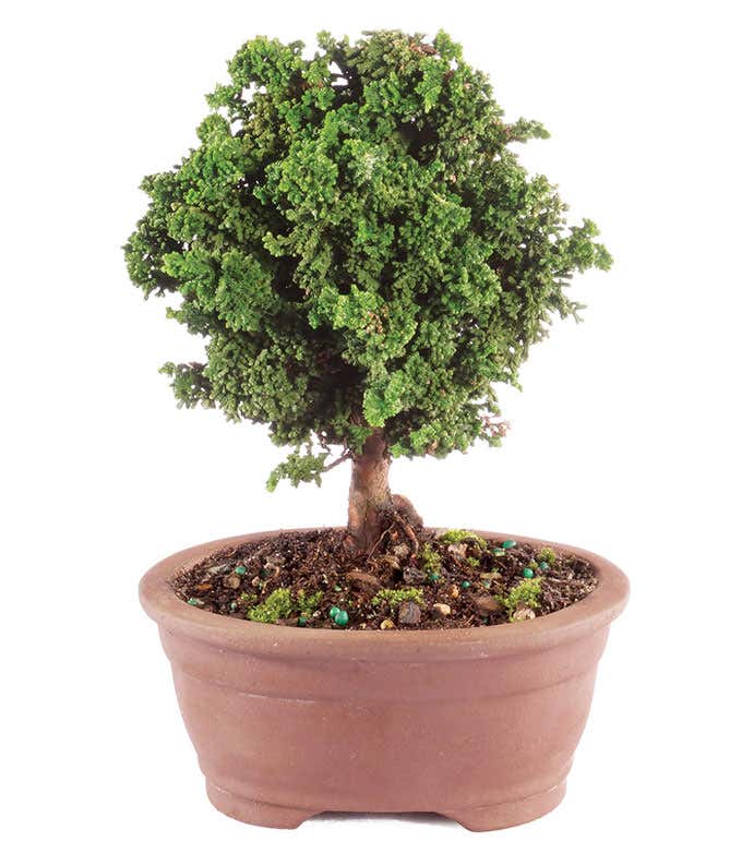 A short rounded tree with thick green foliage potted in a ceramic planter