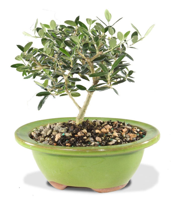 European Olive Potted Bonsai Plant at From You Flowers