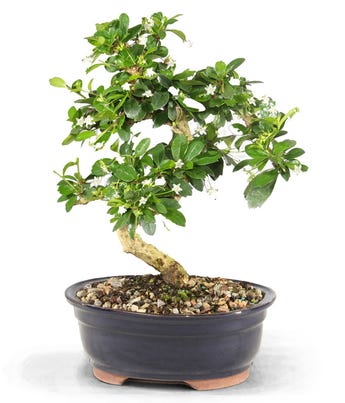 Fukien Tea Indoor Potted Bonsai at From You Flowers