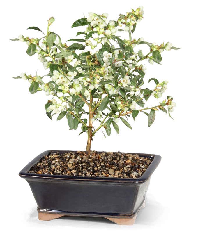 Dwarf Blueberry Outdoor Potted Bonsai Tree