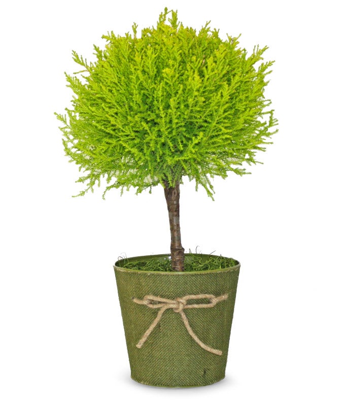 Lemon Cypress Topiary Mediterranean Beauty Table Top Plant, 55% OFF