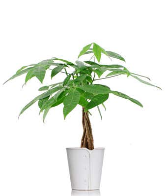 the lucky money tree
