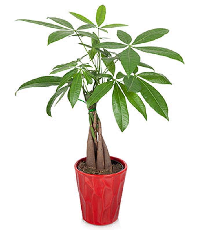 Rustic Money Tree At From You Flowers - 