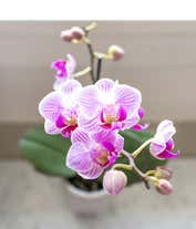 Alternative image 1 for 2.5 inch pot with petite purple orchid plant