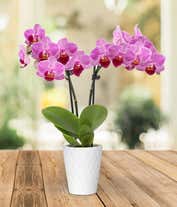 Alternative image 3 for 2.5 inch pot with petite purple orchid plant