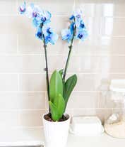 Buy/Send Mesmerising Blue Orchids Bouquet Online- FNP