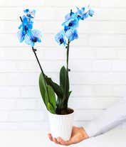 Buy/Send Mesmerising Blue Orchids Bouquet Online- FNP