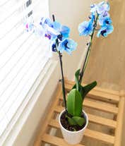 Alternative image 3 for Blue orchid for delivery