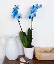 Alternative image 4 for Blue orchid for delivery