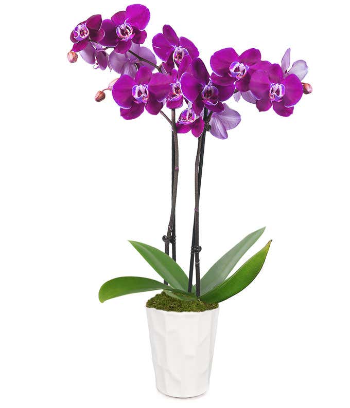 Posh Purple Orchid Plant