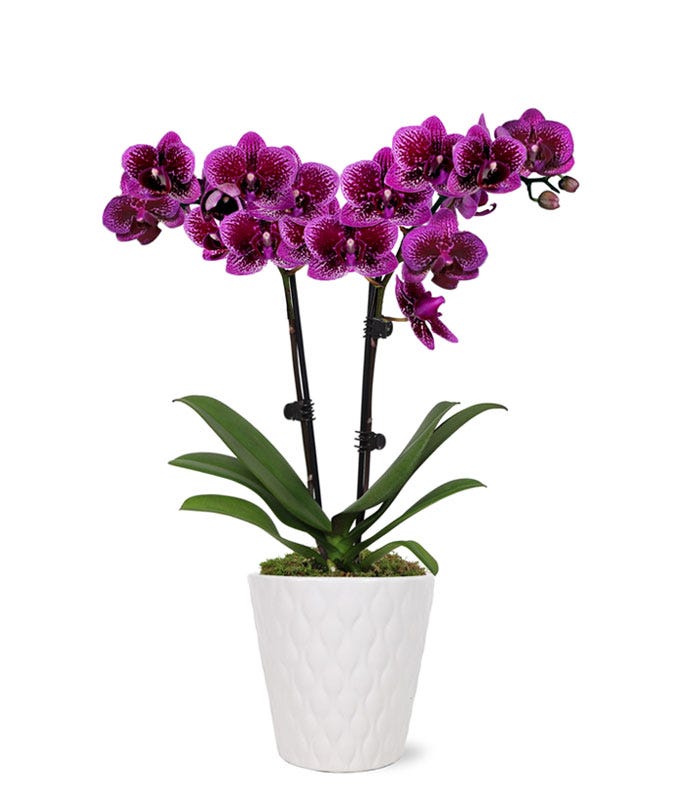 Posh Purple Orchid at From You Flowers