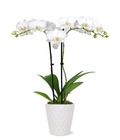 Pearly White Orchid Plant at From You Flowers