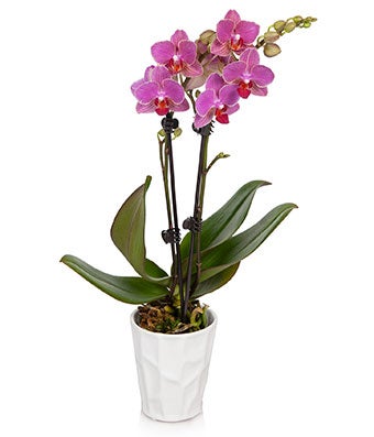 P-158 Pretty Pink Orchid Plant - Regular sku P-158