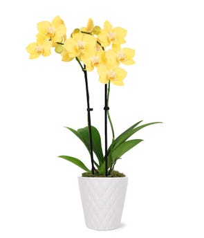 Lustrous Yellow Orchid Plant at From You Flowers