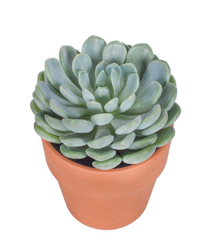 Succulent for delivery