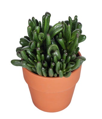 Green Succulent Plant