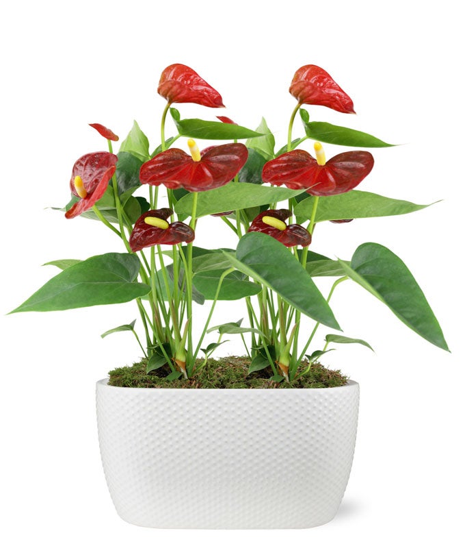 Elegant Anthurium - Regular