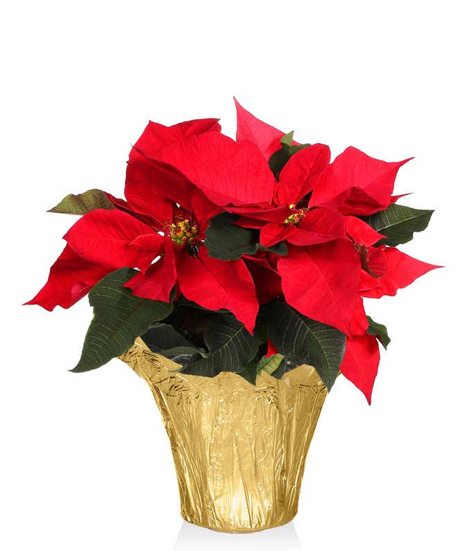  Vibrant red poinsettia plant with dark green leaves, potted in a gold foil-wrapped container.