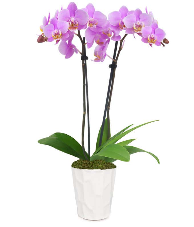 Perfect Pink and White Orchid