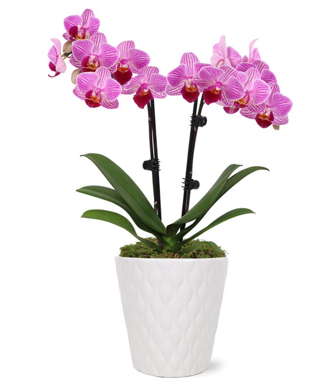 Perfect Pink and White Orchid at From You Flowers