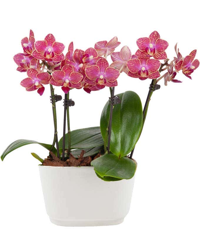 Tropical Sunrise Mini Orchid