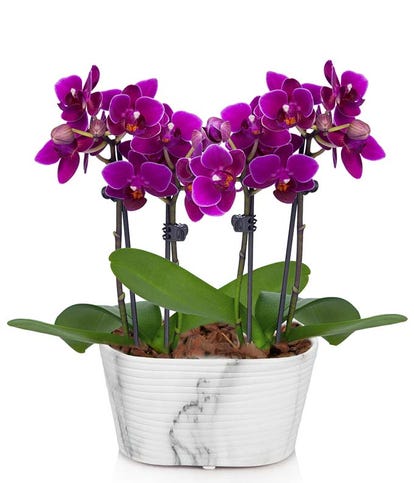 Picturesque Purple Mini Orchid at From You Flowers