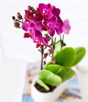 Alternative image 1 for Four purple orchids in a single container