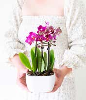 Alternative image 2 for Four purple orchids in a single container