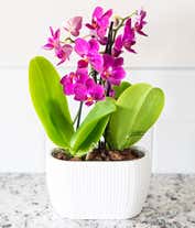 Alternative image 3 for Four purple orchids in a single container