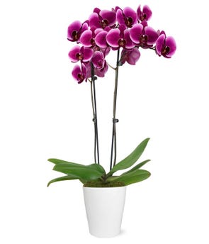 Royal Purple Orchid at From You Flowers