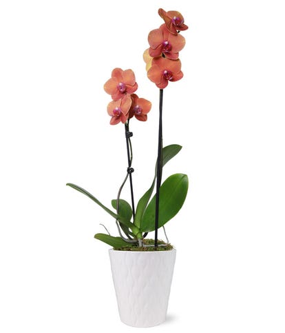 Peachy Keen Orchid at From You Flowers